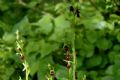 Ophrys insectifera